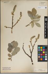Foto von Salix lanata L.